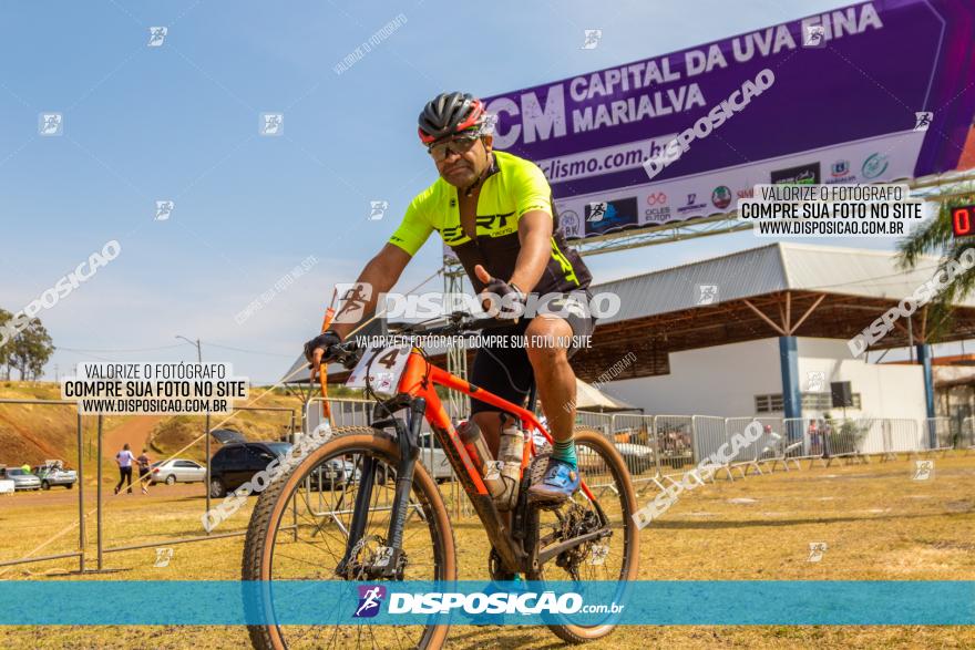 XCM Capital da Uva Fina Marialva 2021