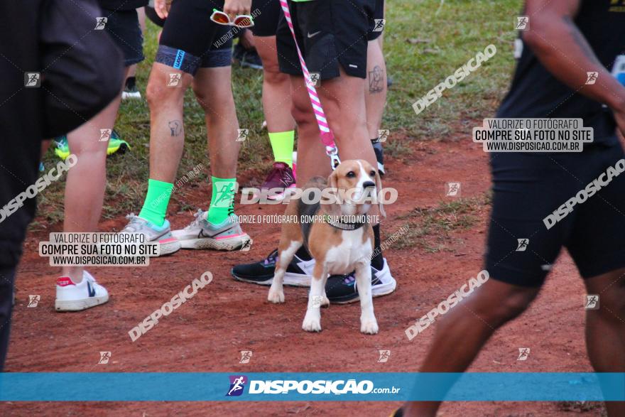 Brasil Corridas - Run 15km - Londrina