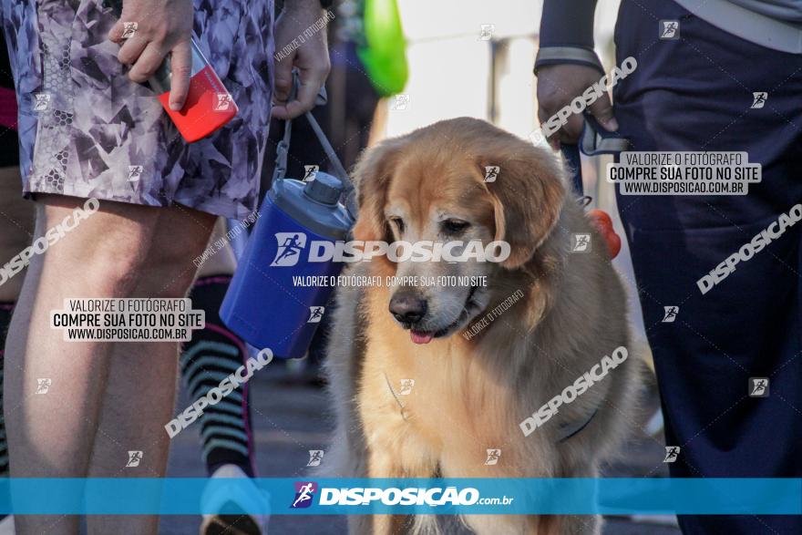 APAE Day Run Rolândia 2023