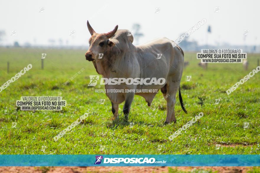 8ª Ultramaratona Pata de Onça - Sábado