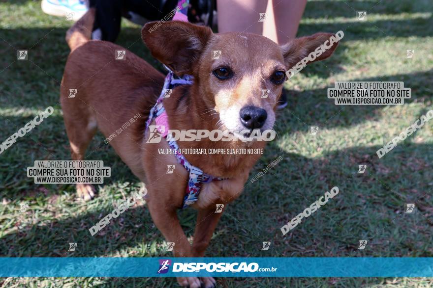 19ª Prova Pedestre Cidade de Londrina