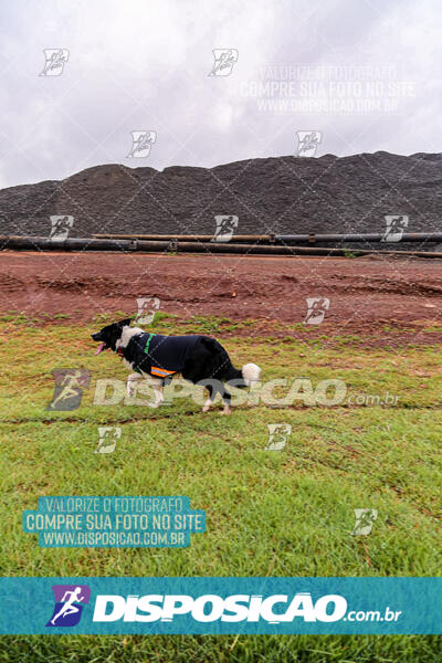 Circuito Sesc de Corridas 2024 Etapa Maringá