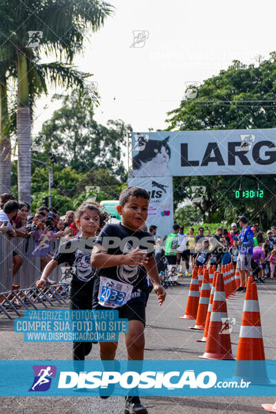 Cats Run Londrina 2025