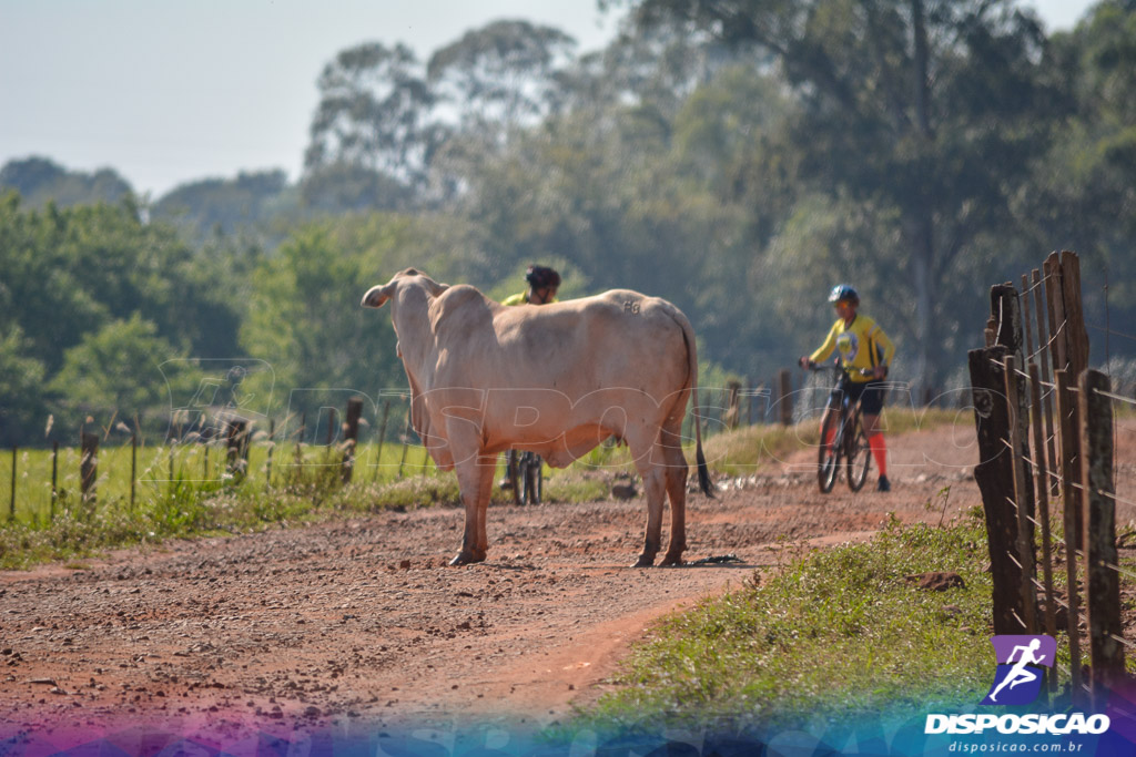 Caminhos da Padroeira 2016